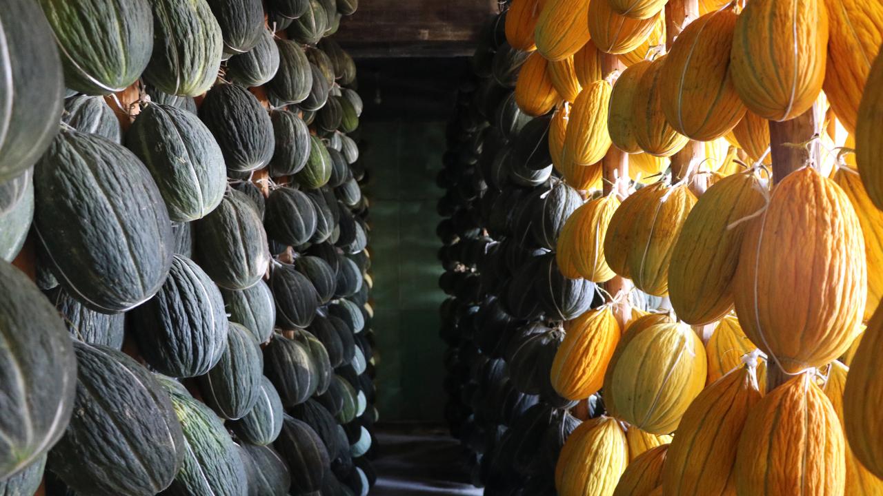 Kırkağaç Kavunu’na AB tescili